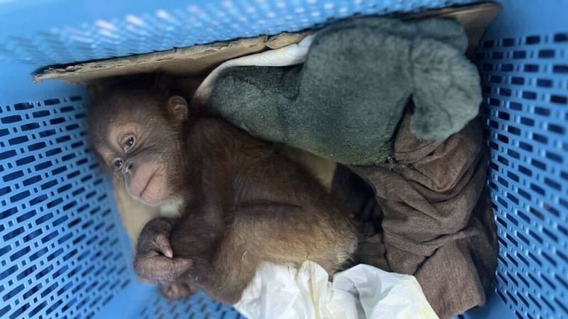 Thai man arrested for alleged smuggling of two baby orangutans