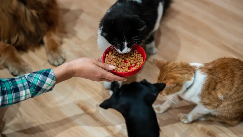 World’s first GLP-1 weight-loss treatment developed for overweight cats